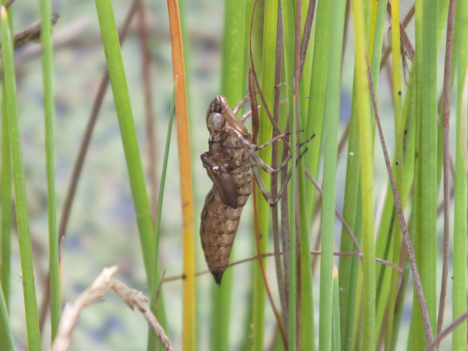 larva šídla na rákosí