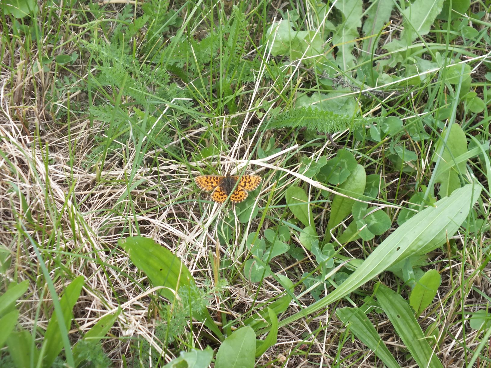 motýl v trávě