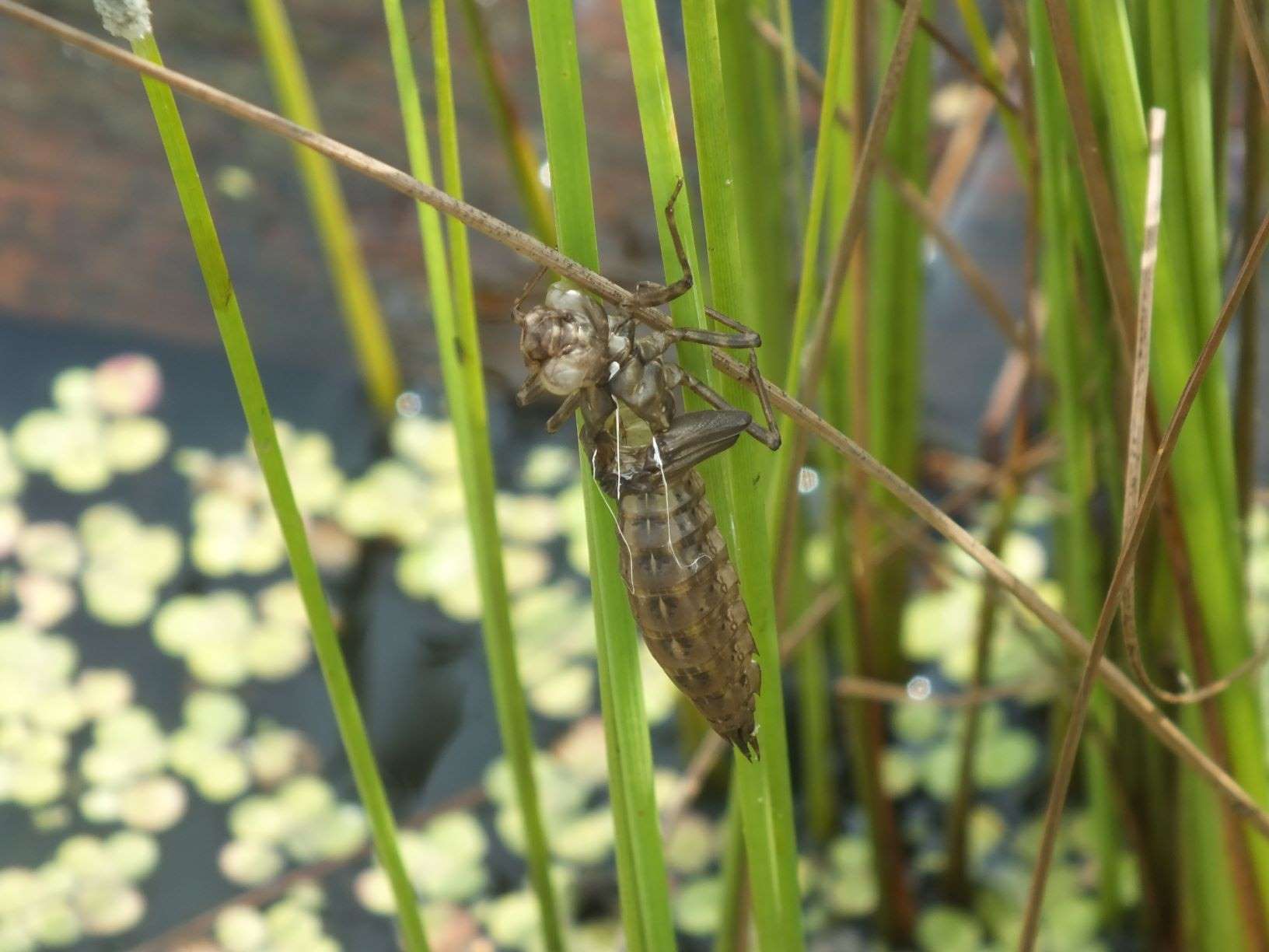 larva_šídla